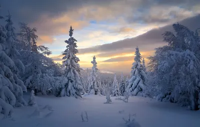 Обои зима, лес, снег, деревья, ели, Россия, тайга, Сергей Межин картинки на  рабочий стол, раздел пейзажи - скачать