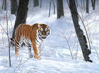 Скачать обои тигр, снег, лес, зима, животные разрешение 1280x960 #161260