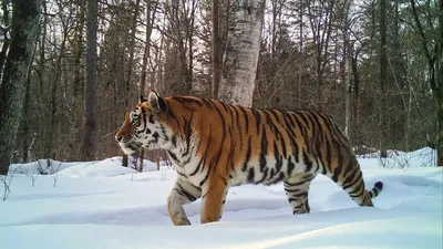 Ледяной дождь усложнил жизнь животным из уссурийской тайги - «Экология  России»