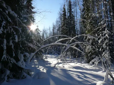 Старый_Йети :: Тайга зимой :: Природный пейзаж :: Галерея :: Клуб Foto.ru