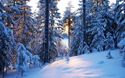 Картинка Тайга зимой » Зима » Природа » Картинки 24 - скачать картинки  бесплатно