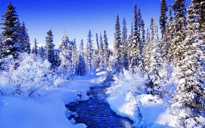 Картинка Зима в тайге » Зима » Природа » Картинки 24 - скачать картинки  бесплатно