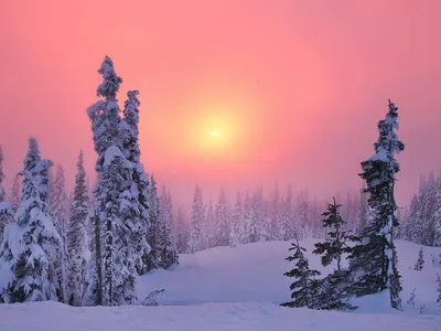 Зимняя Тайга - 58 фото