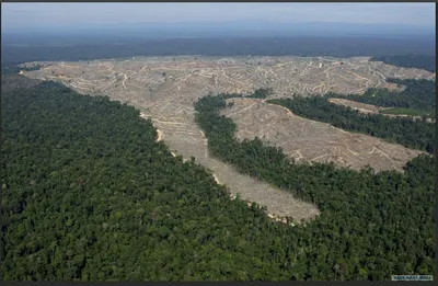 Вырубка леса в Сибири со спутника - фото и картинки: 35 штук