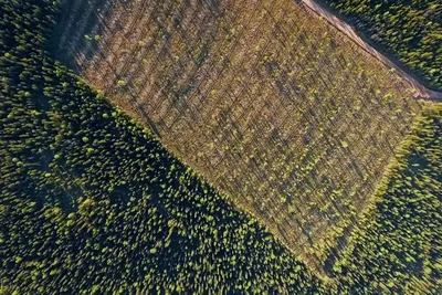 Вырубка леса в Сибири со спутника (69 фото) »