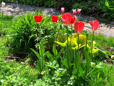 Тюльпанов в саду фото