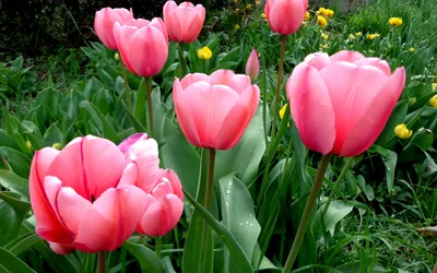 Фото розовых тюльпанов в саду - обои на рабочий стол