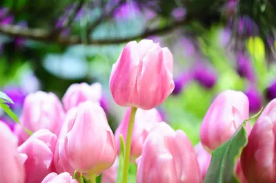 Тюльпаны в саду | интернет газета РАДУГА pro