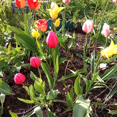 Красные тюльпаны в саду стоковое фото. изображение насчитывающей сад -  159032992