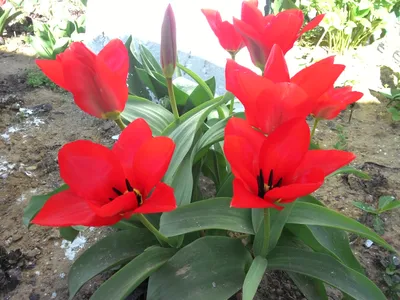 В Никитском ботаническом саду выводят сотни новых сортов тюльпанов –  Независимое телевидение Севастополя