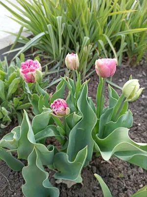 Красные тюльпаны в саду | Plants, Tree, Instagram