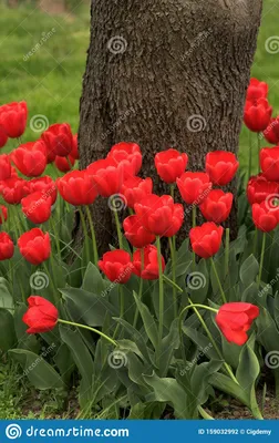 красивые тюльпаны на фоне размытых тюльпанов в саду тюльпанов. природа  кеукенхоф нидерленд Стоковое Фото - изображение насчитывающей флора,  ботаническую: 215884144