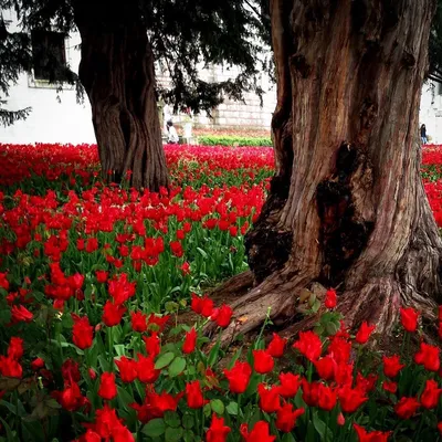 Красные тюльпаны в саду. :: Людмила Ларина – Социальная сеть ФотоКто