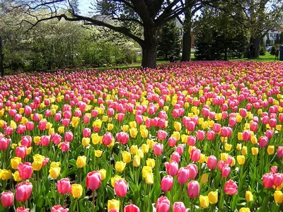 красочные тюльпаны в саду в апреле Стоковое Фото - изображение  насчитывающей цветасто, весна: 216973060