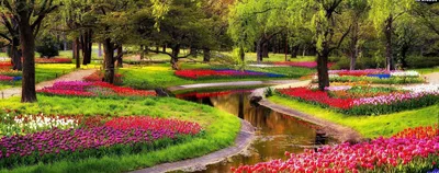 Фото Германия Botanischen Garten Solingen Разноцветные тюльпан Сады