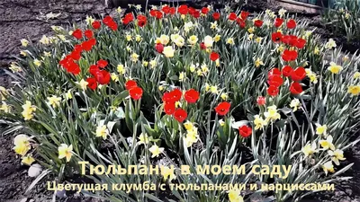 Идея клумбы посадка тюльпанов #клумба #дом #сад #дача #огород #тюльпаны |  Front garden design, Garden design, Beautiful gardens