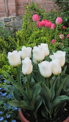 довольно красочные тюльпаны в саду в апреле Стоковое Фото - изображение  насчитывающей пурпурово, тюльпаны: 216976016