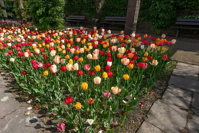 Очередной парад тюльпанов в Никитском ботаническом саду | Пикабу