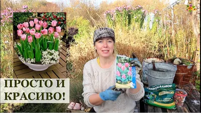 Парад тюльпанов в Никитском ботаническом саду - фото и видео.