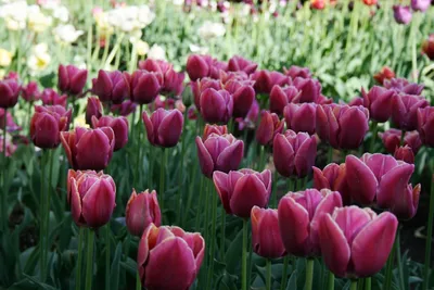 Парад тюльпанов в Никитском ботаническом саду | РИА Новости Медиабанк