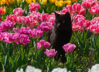 довольно красочные тюльпаны в саду в апреле весной Стоковое Фото -  изображение насчитывающей довольно, тюльпаны: 216973068