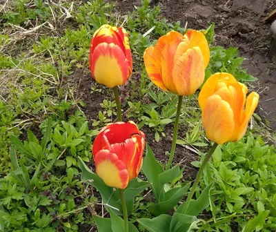 Тюльпаны в дизайне сада