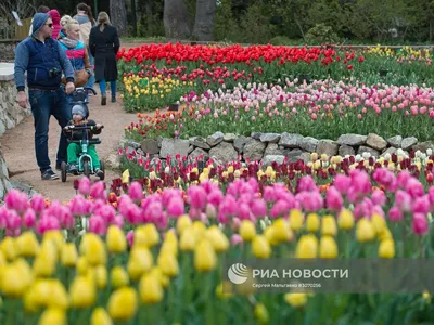 Парад тюльпанов в Никитском ботаническом саду | РИА Новости Медиабанк