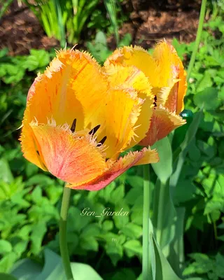Фото тюльпанов в саду – весеннее вдохновение