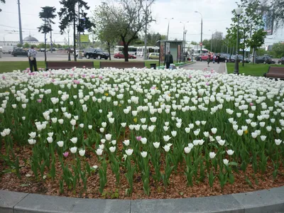 Цветение тюльпанов в моём саду. 25.04.2022г. | МОЙ САД У ДОМА | Дзен