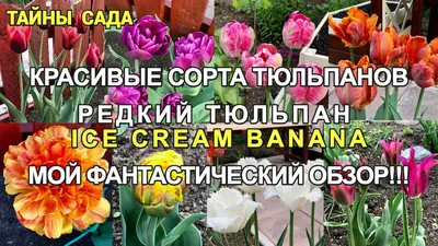 Сад для души: Когда сажать тюльпаны в Подмосковье, чтобы сад заиграл  по-новому