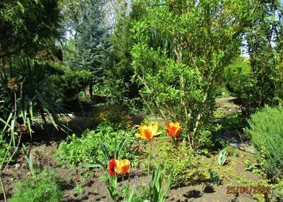 Тюльпаны Красный сад (2) | Сады Русского Музея