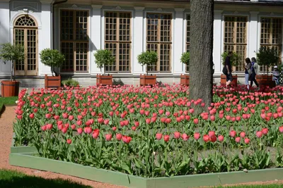 Парад тюльпанов в Никитском ботаническом саду - фото и видео.