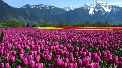 Тюльпаны в саду: ландшафтный дизайн, как красиво посадить на участке - 14  фото