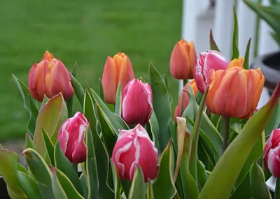 Тюльпаны. Выращивание от А до Я. Посадка, подкормка, размножение, обрезка.  Фото — Ботаничка