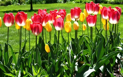 Картинка Тюльпаны в саду » Тюльпаны » Цветы » Картинки 24 - скачать  картинки бесплатно