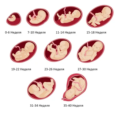 Определение пола 32 недели - УЗИ - BabyPlan