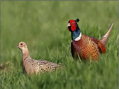 Обыкновенный фазан – Мир Знаний