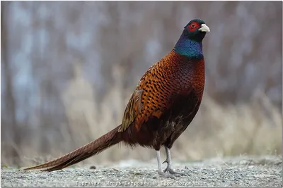 ФотоБлог Торгачкин Игорь Петрович © Igor Torgachkin: Фазан / Phasianus  colchicus / Common Pheasant