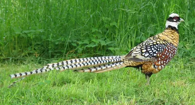 Пёстрый китайский фазан — Википедия