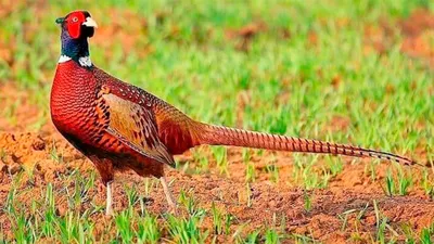 Фазан: интересные факты – 7 Фактов про птицу фазана