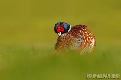 Обыкновенный фазан (Phasianus colchicus) (обновлено!) \u003e Блог Павла Аксенова  \u003e 29 Пальм - Клуб путешествий Павла Аксенова