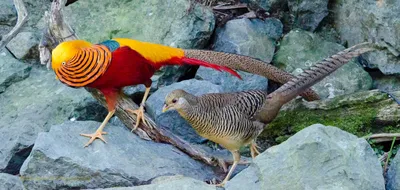 Золотой фазан: Смазливые мальчики это стыдно! | Пикабу