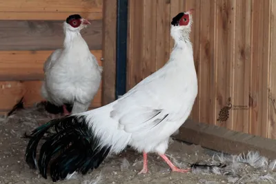 Белый ушастый фазан купить: цена напрямую из питомника ⋆ «Диво-Птица».