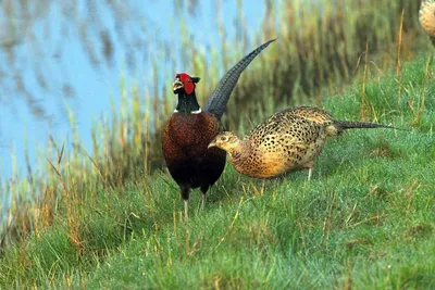 ФотоБлог Торгачкин Игорь Петрович © Igor Torgachkin: Фазан / Phasianus  colchicus / Common Pheasant