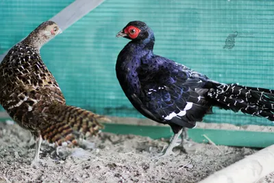 Экзотика домашнего птицеводства: стоит ли разводить цесарок, фазанов,  перепелов? | agrobook.ru
