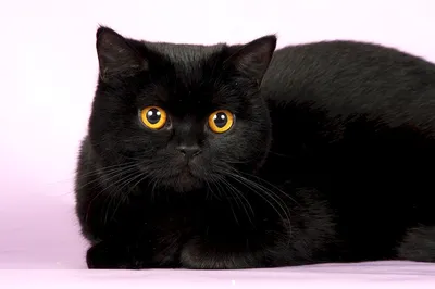 Кот британец черный (49 лучших фото)