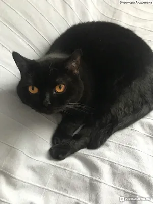Черная британская кошка с желтыми глазами - картинки и фото koshka.top