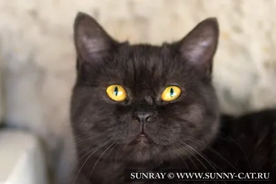 Черный золотой тикированный окрас британских кошек BRI ny 25 с фото и  описанием - SunRay | Британская короткошерстная, Кошки, Кот