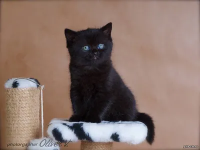Черные британские коты (58 лучших фото)