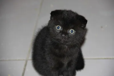 Помет K. Британские котята черных и шоколадных рисованных окрасов от пары  британских короткошерстных кошек Gera MK of MeowClub *BY + Daddy Bear of  Anima ART